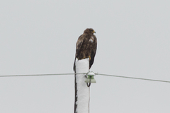 Aquila nipalensis
