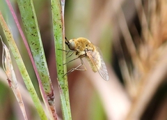 Sparnopolius confusus