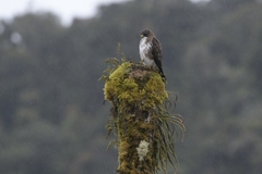 Buteo albigula