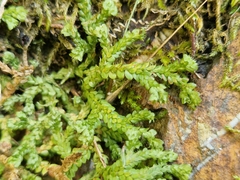 Selaginella denticulata
