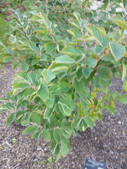 Hamamelis × intermedia