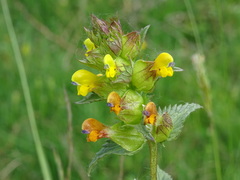Rhinanthus minor