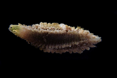 Flabelliderma ockeri