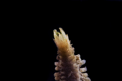 Flabelliderma ockeri