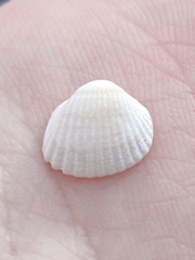 Cerastoderma glaucum