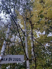 Betula pubescens