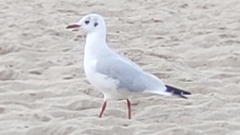 Chroicocephalus ridibundus