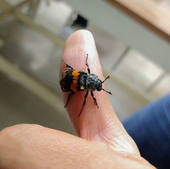 Nicrophorus mexicanus