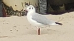 Chroicocephalus ridibundus