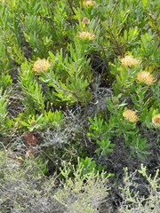 Leucospermum