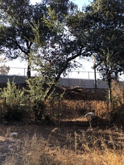 Quercus agrifolia