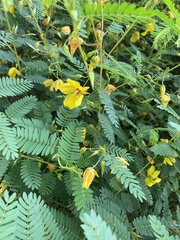 Chamaecrista