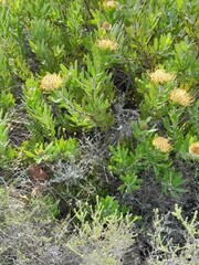 Leucospermum