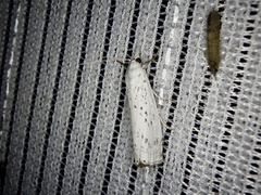 Chrysoteuchia distinctellus