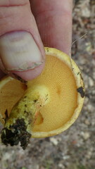 Suillus americanus
