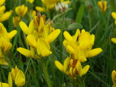 Genista sagittalis