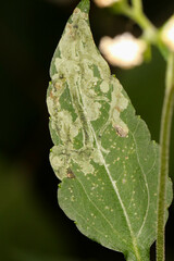Liriomyza eupatoriella