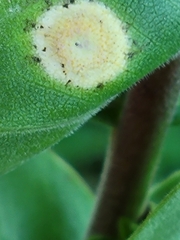 Asteromyia carbonifera
