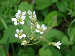 Saxifraga granulata