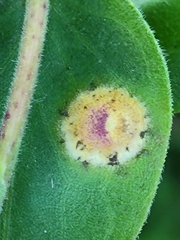 Asteromyia carbonifera