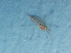 Coelotanypus concinnus