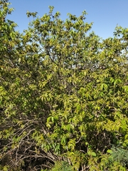 Ungnadia speciosa