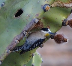 Melanerpes cactorum
