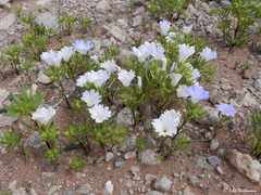 Nolana baccata