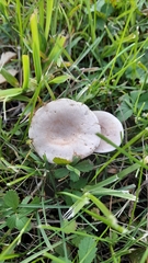 Clitocybe rivulosa