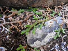 Selaginella denticulata