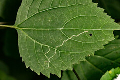 Liriomyza eupatoriella