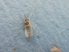 Coelotanypus concinnus