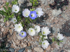 Nolana baccata