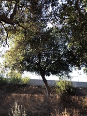 Quercus agrifolia
