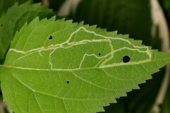 Liriomyza eupatoriella