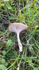 Clitocybe rivulosa