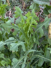 Lactuca serriola