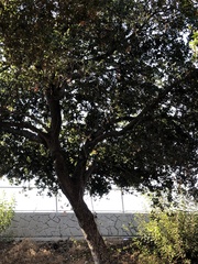 Quercus agrifolia