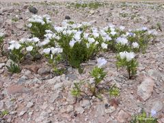 Nolana baccata