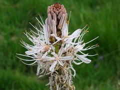 Asphodelus