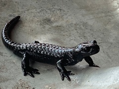 Salamandra atra