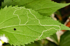 Liriomyza eupatoriella