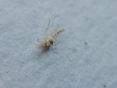 Coelotanypus concinnus