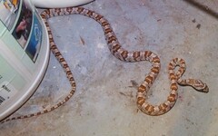 Trimorphodon lyrophanes