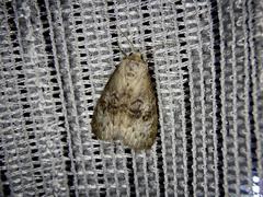 Bryophilina mollicula