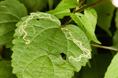 Liriomyza eupatoriella