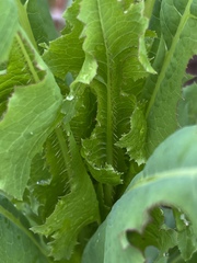 Lactuca serriola