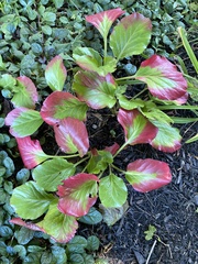 Bergenia