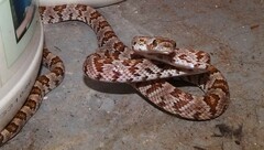 Trimorphodon lyrophanes