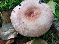 Lactarius torminosus